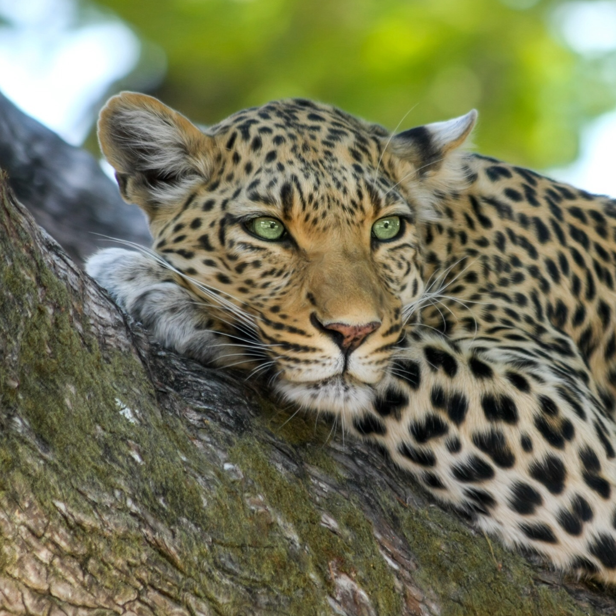 Leopardo