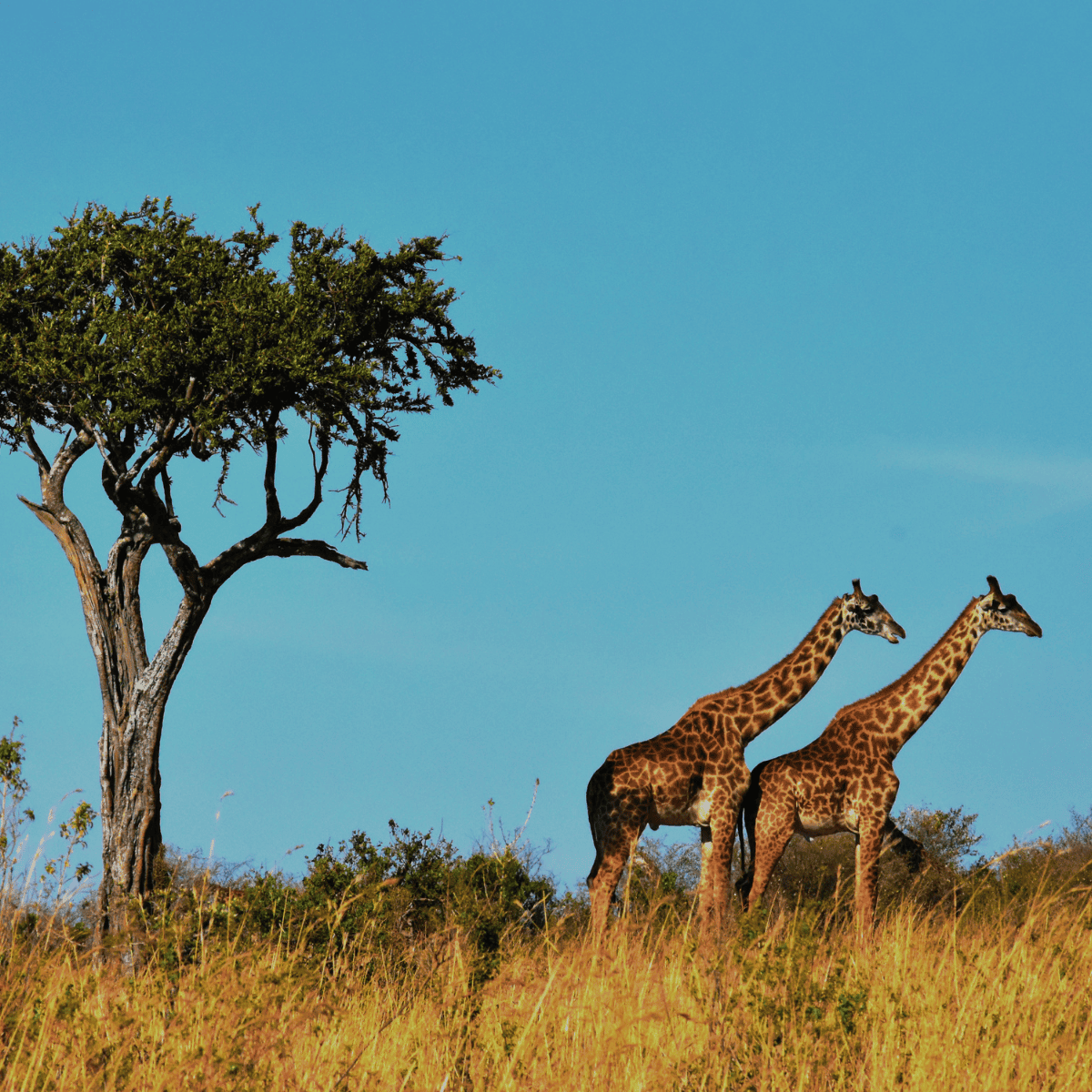 Safari luxury